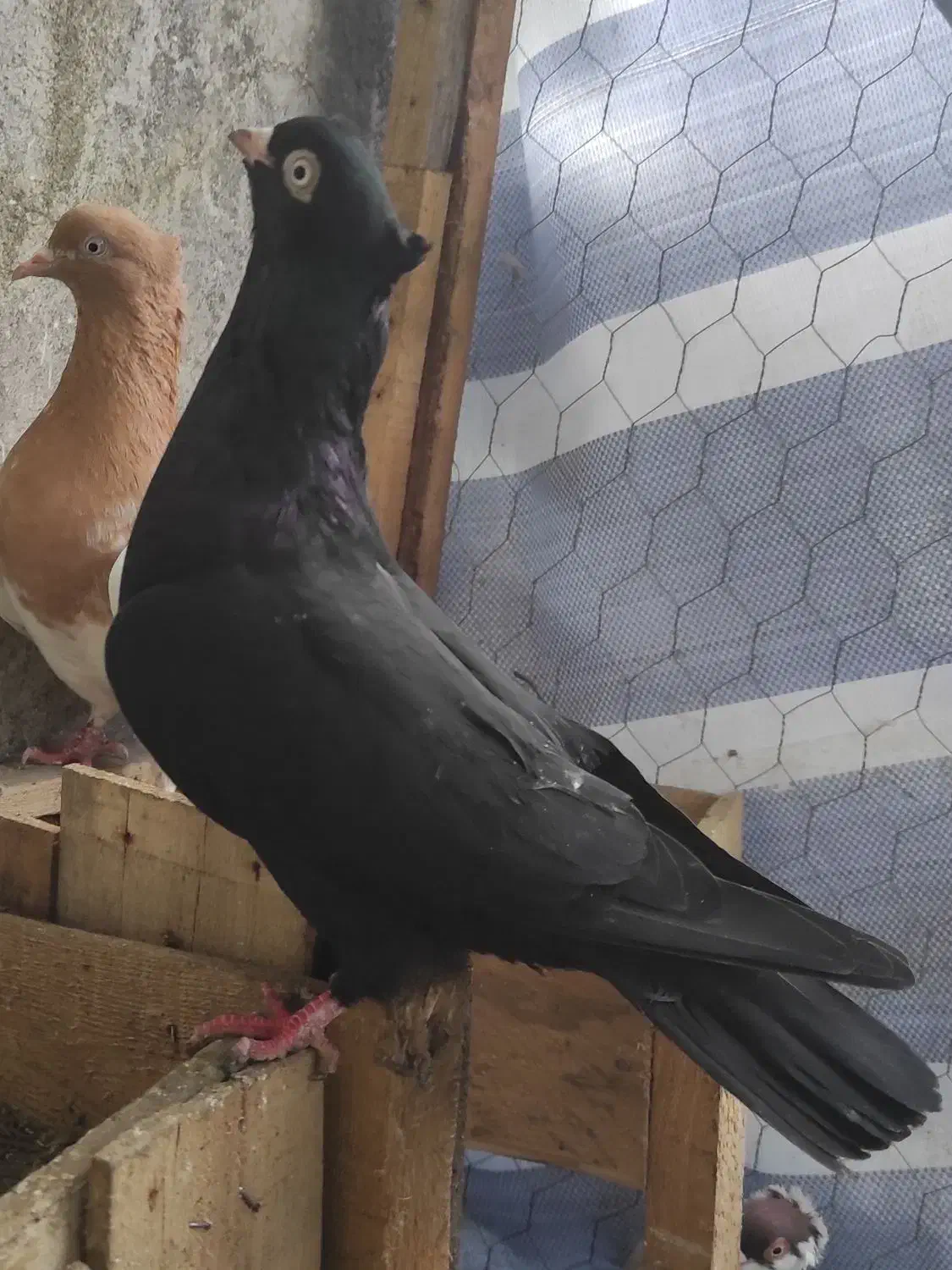 کبوتر زاغ آبادانی|پرنده|رشت, فرزانه|دیوار