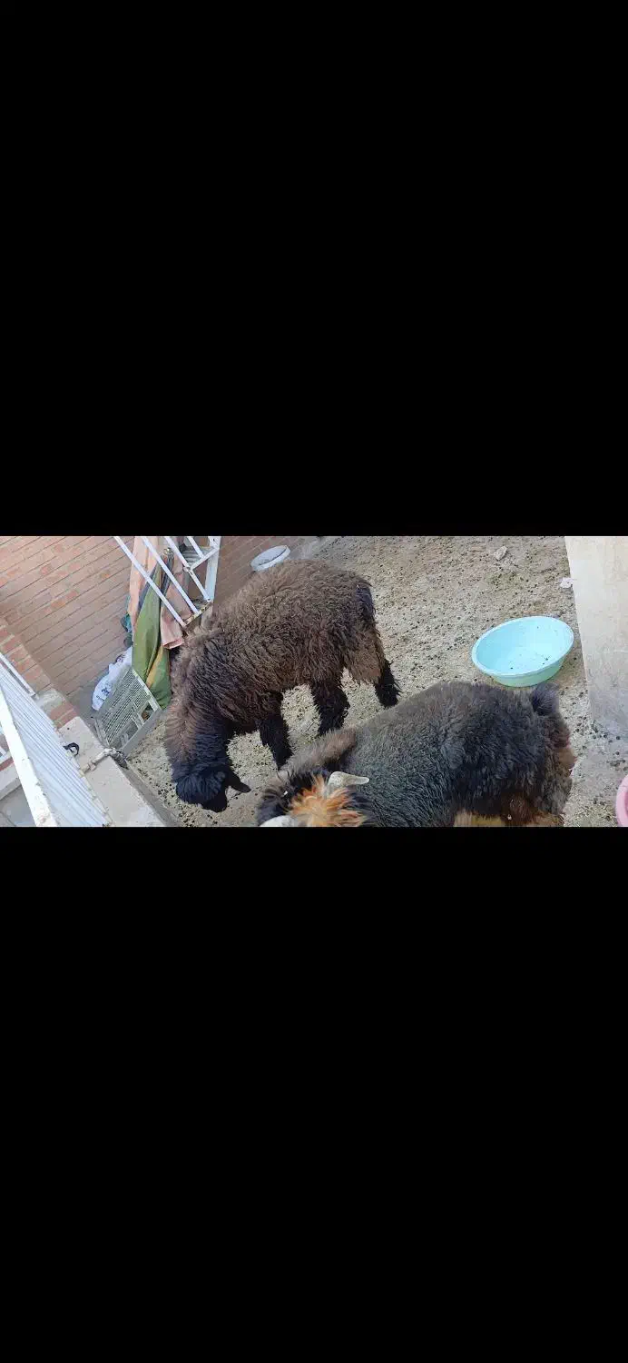 یک عدد بره درشت عالی|حیوانات مزرعه|اهواز, نادری|دیوار