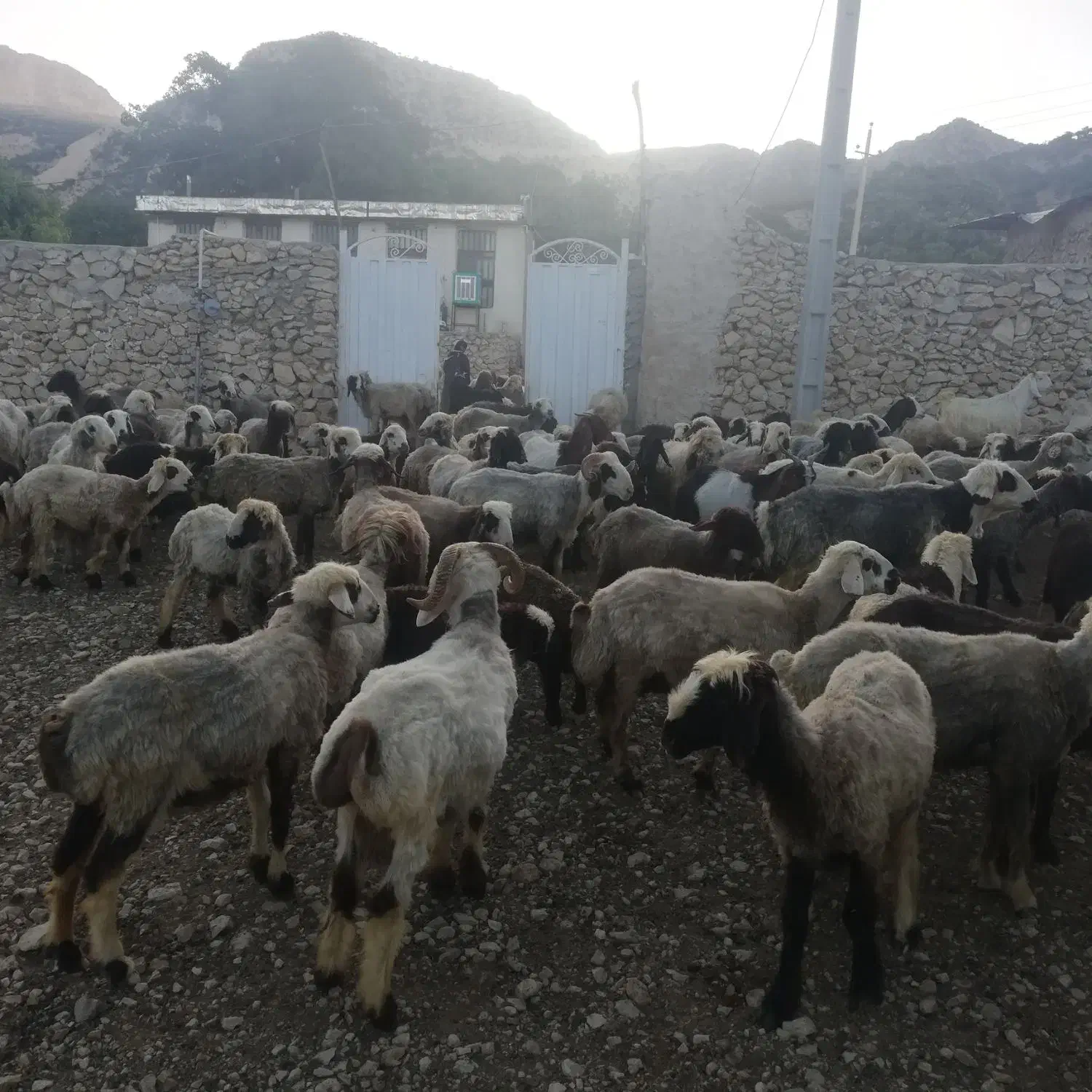 سلام معاوضه تعدادی بزداشتی بازمین اپارتمان|حیوانات مزرعه|کازرون, |دیوار