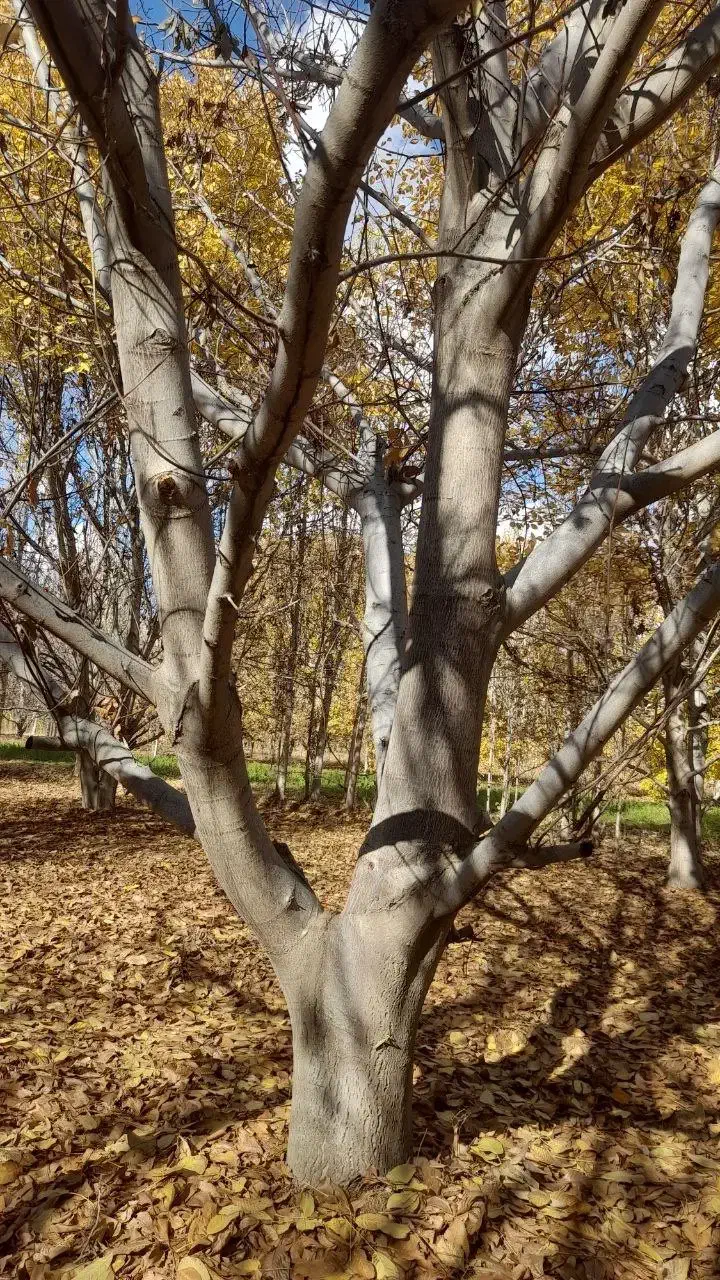 درخت گردو ۲۰ ساله|گل و گیاه طبیعی|تهران, دکتر هوشیار|دیوار