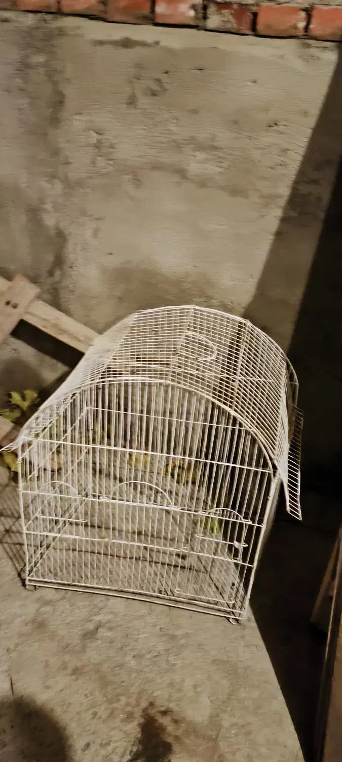 قفس عروس هلندی|لوازم جانبی حیوانات|آذرشهر, |دیوار
