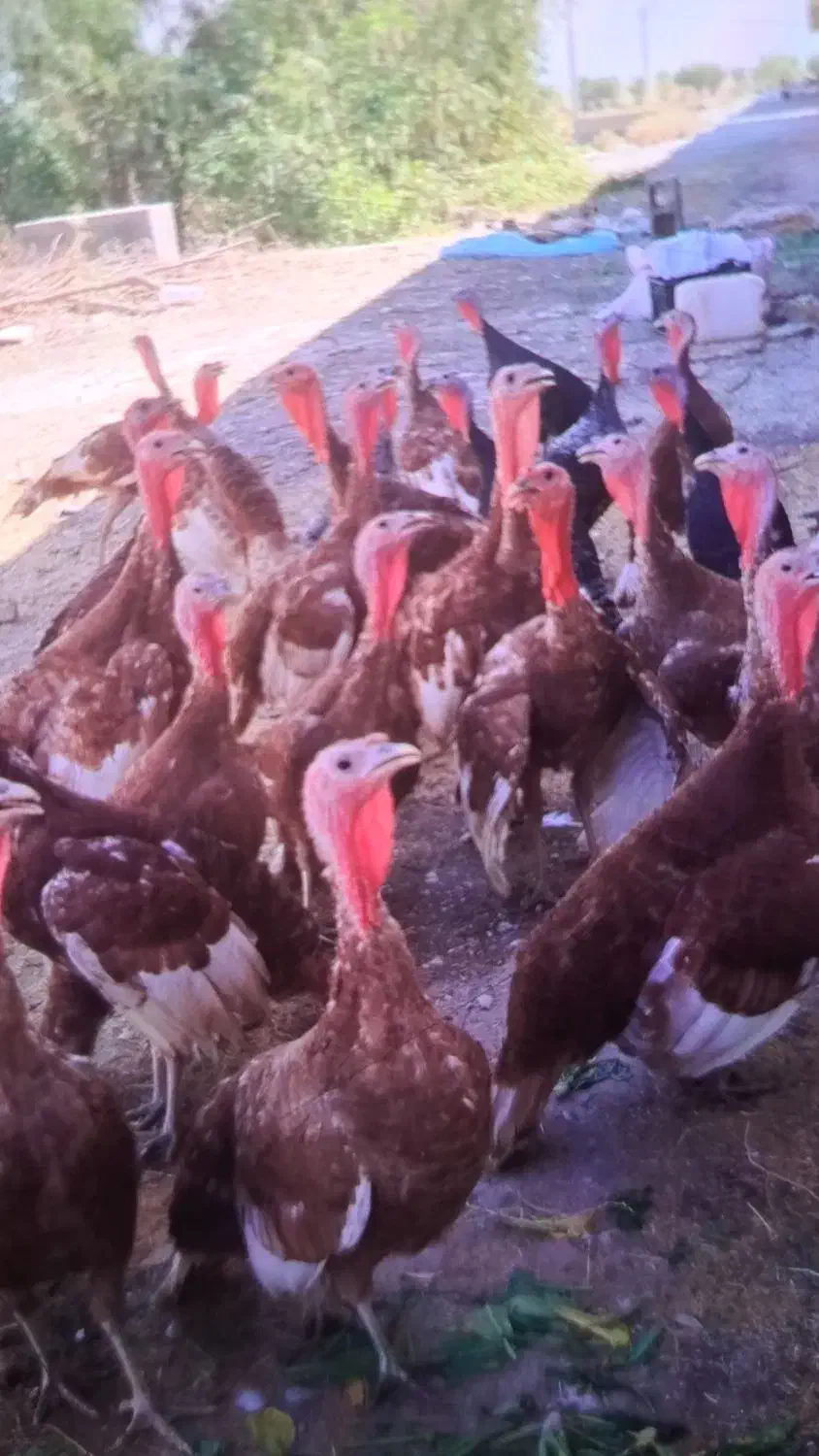 فروش بوقلمون|حیوانات مزرعه|رامهرمز, |دیوار