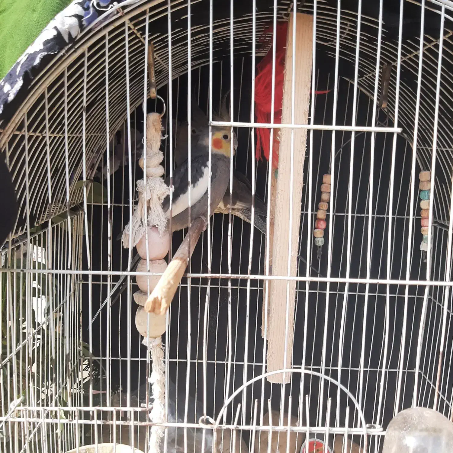 عروس هلندی|پرنده|رشت, احمد گوراب|دیوار