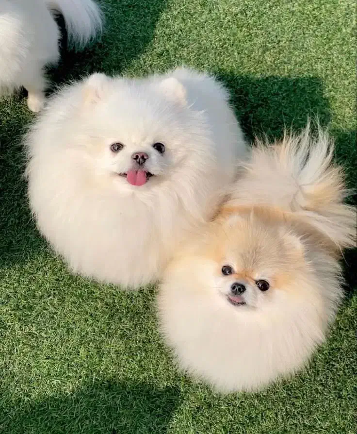 سگ‌ پامر خرسی بوفیس‌ سایز تیکاپ حرفه ای|سگ|تهران, شهرک آپادانا|دیوار