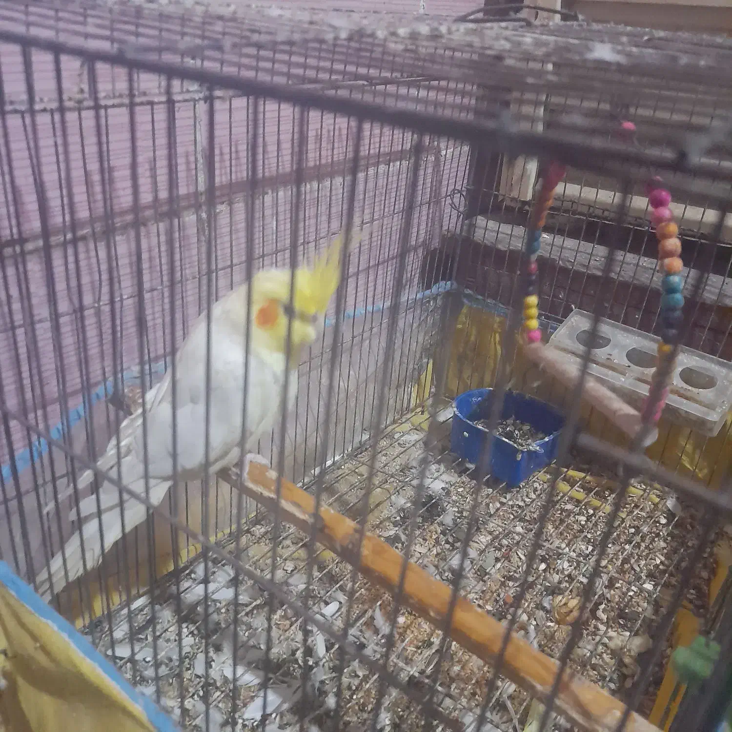 عروس هلندی نر|پرنده|بندر گناوه, |دیوار