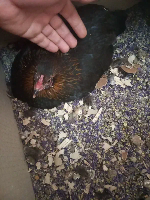 مرغ رسمی کرچ|حیوانات مزرعه|ماهدشت, |دیوار