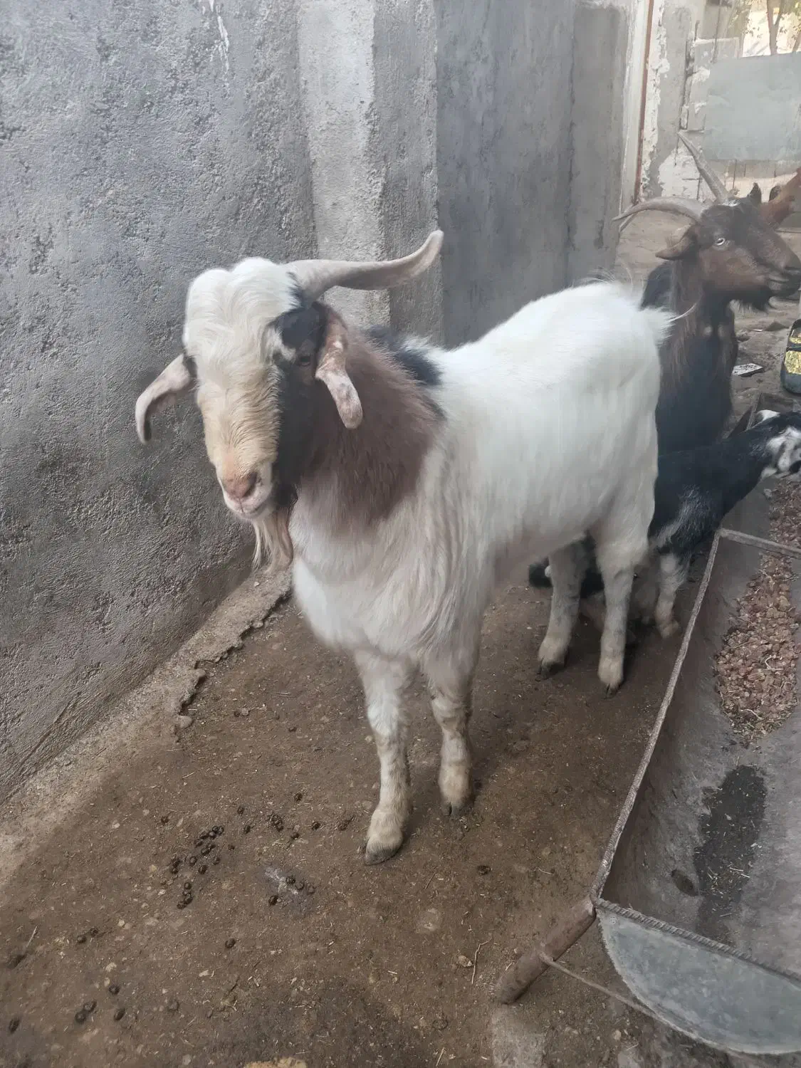 پازن|حیوانات مزرعه|سعدآباد, |دیوار