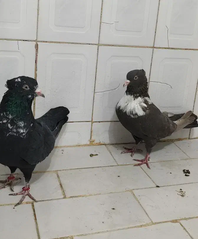 کلاغ رسمی|پرنده|مشهد, هفده شهریور|دیوار