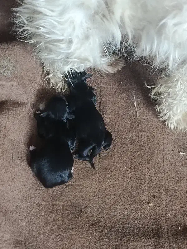 سگ پاکوتاه|سگ|ماکو, |دیوار