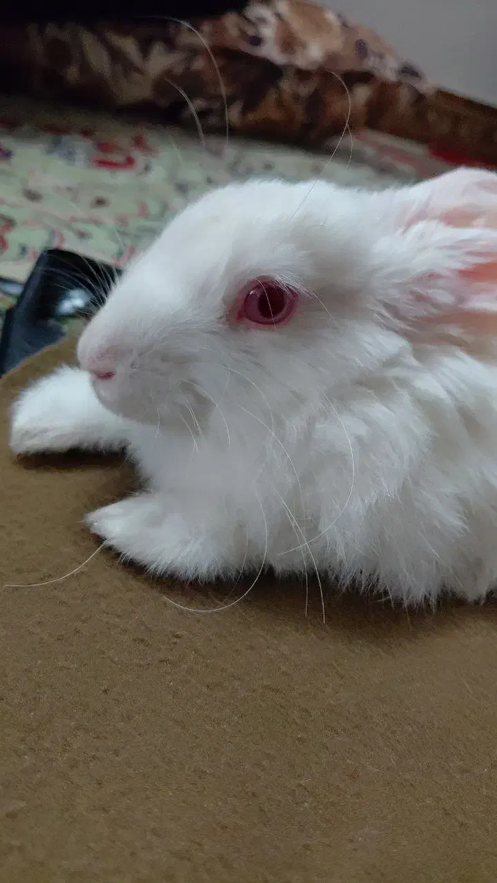 خرگوش نر|موش و خرگوش|بروجرد, |دیوار