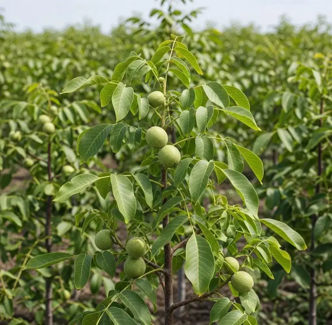 انواع نهال مثمرو غیر مثمر مهندس داداشی|خدمات باغبانی و درختکاری|فسا, |دیوار