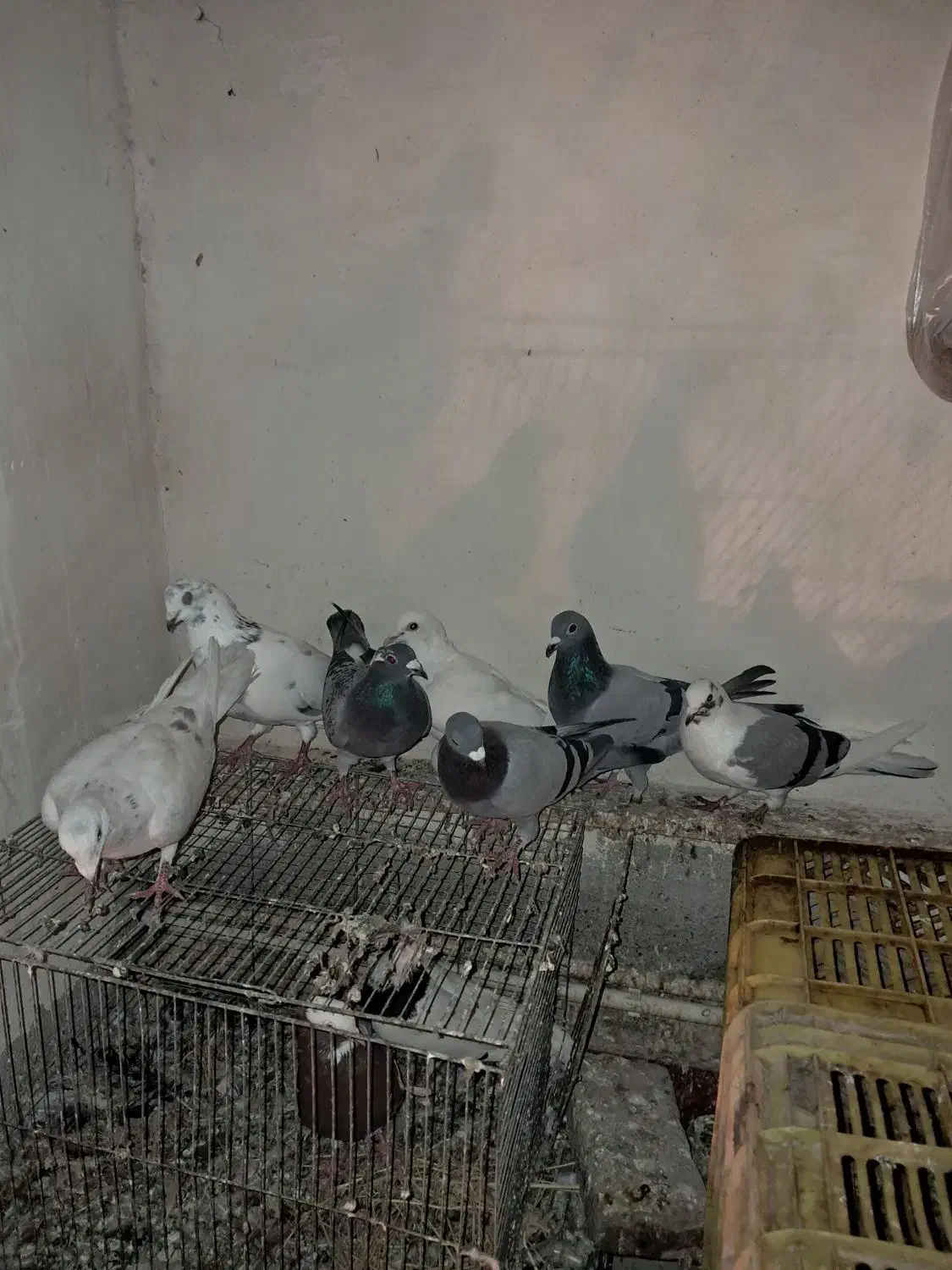 ۷ عدد مسافتی جفت|پرنده|ملکان, |دیوار