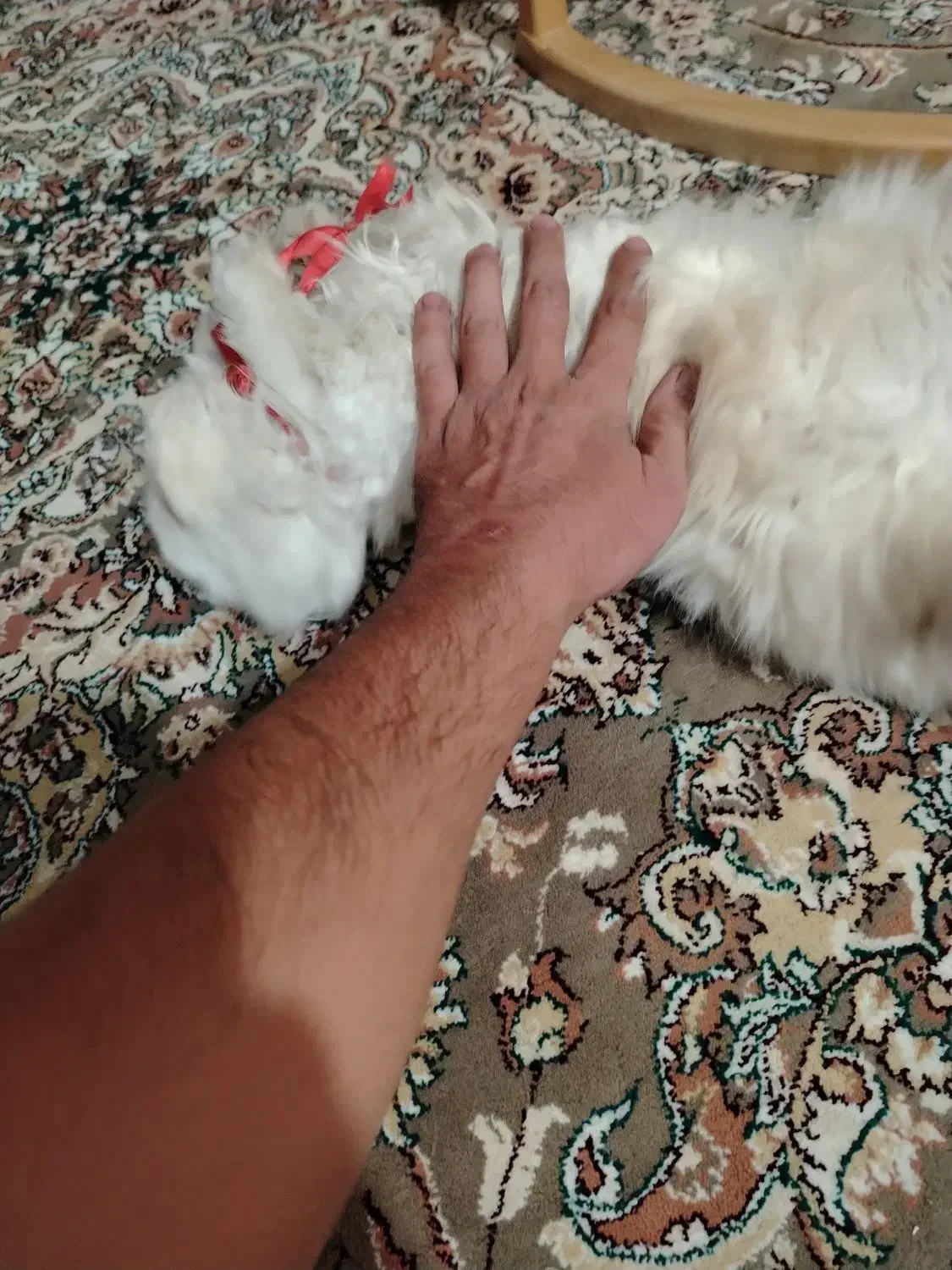 واگذاری گربه پرشین|گربه|کرج, عظیمیه|دیوار