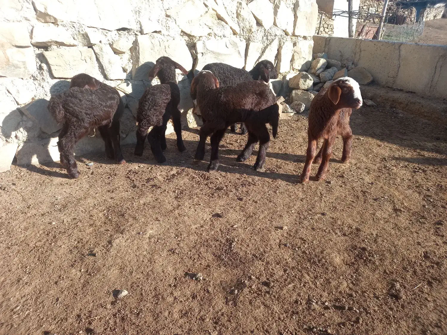 بره شیری ۵ عدد سالم سرحال|حیوانات مزرعه|دره رود, |دیوار