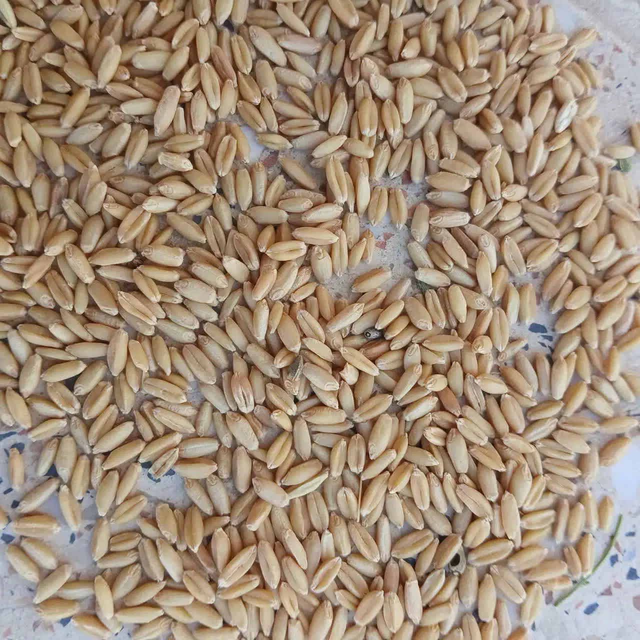 گندم|خدمات باغبانی و درختکاری|زنجانرود, |دیوار