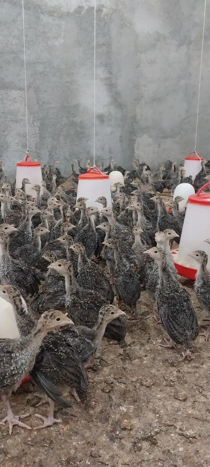 جوجه بوقلمون ۵۰۰ گرم|حیوانات مزرعه|ری, علایین|دیوار