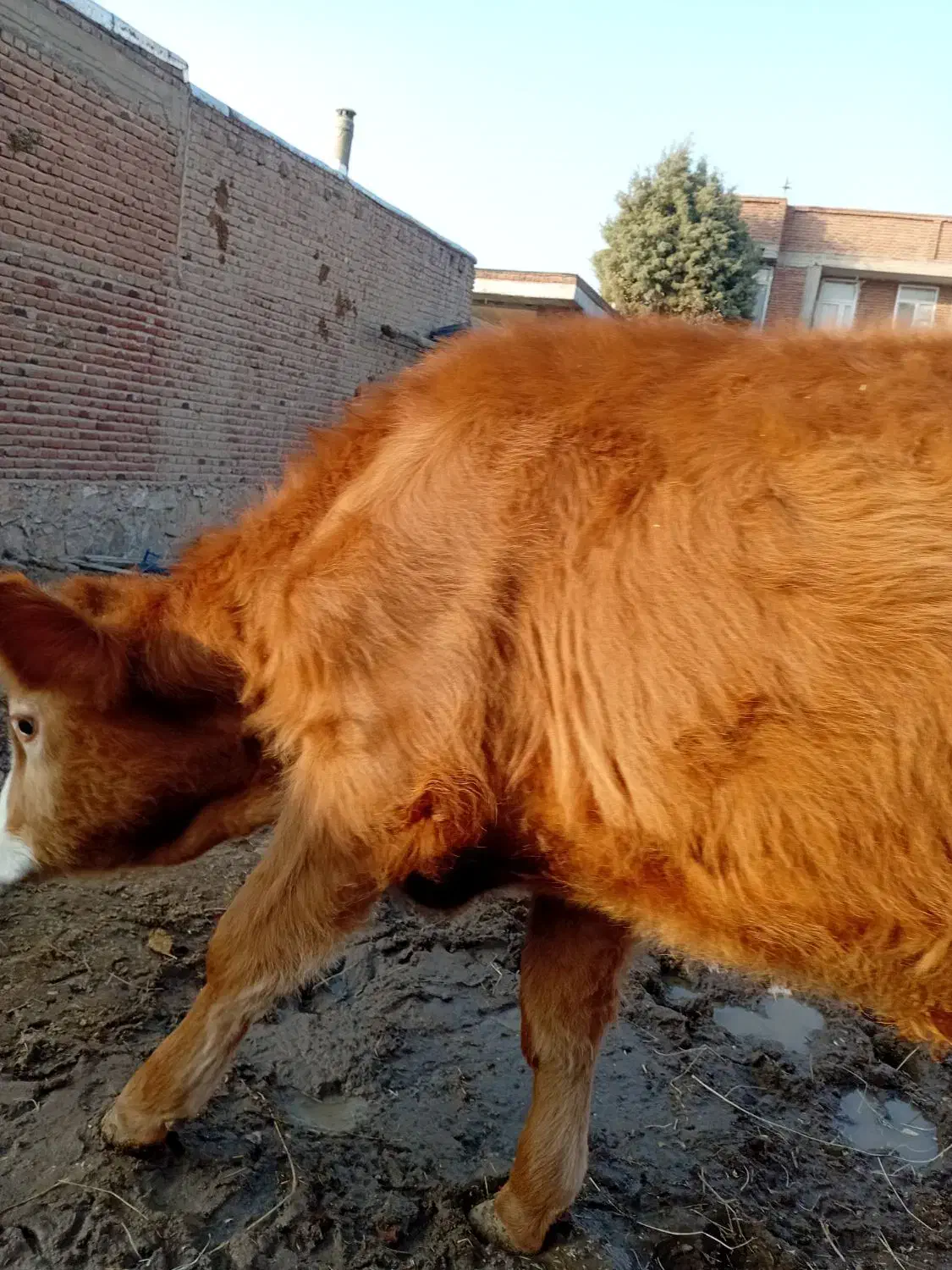 گوساله نر سیمیتال قرمز|حیوانات مزرعه|بناب, |دیوار