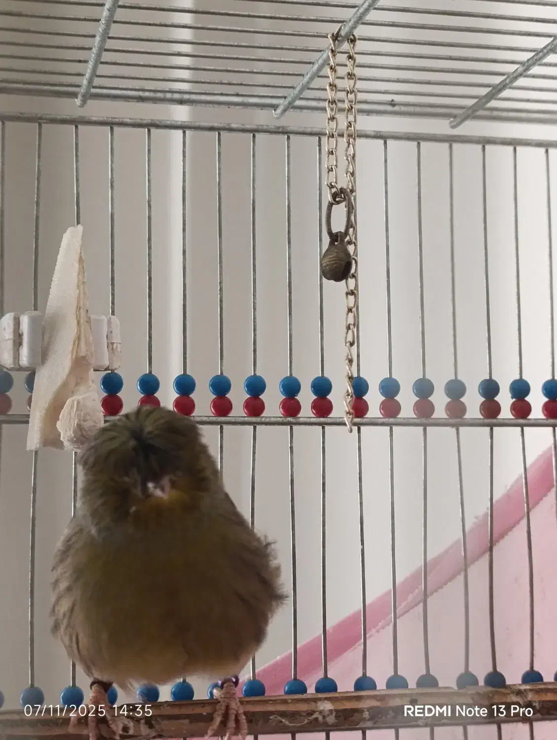 قناری گلاستر گرید+A خط خونی|پرنده|تهران, مسعودیه|دیوار