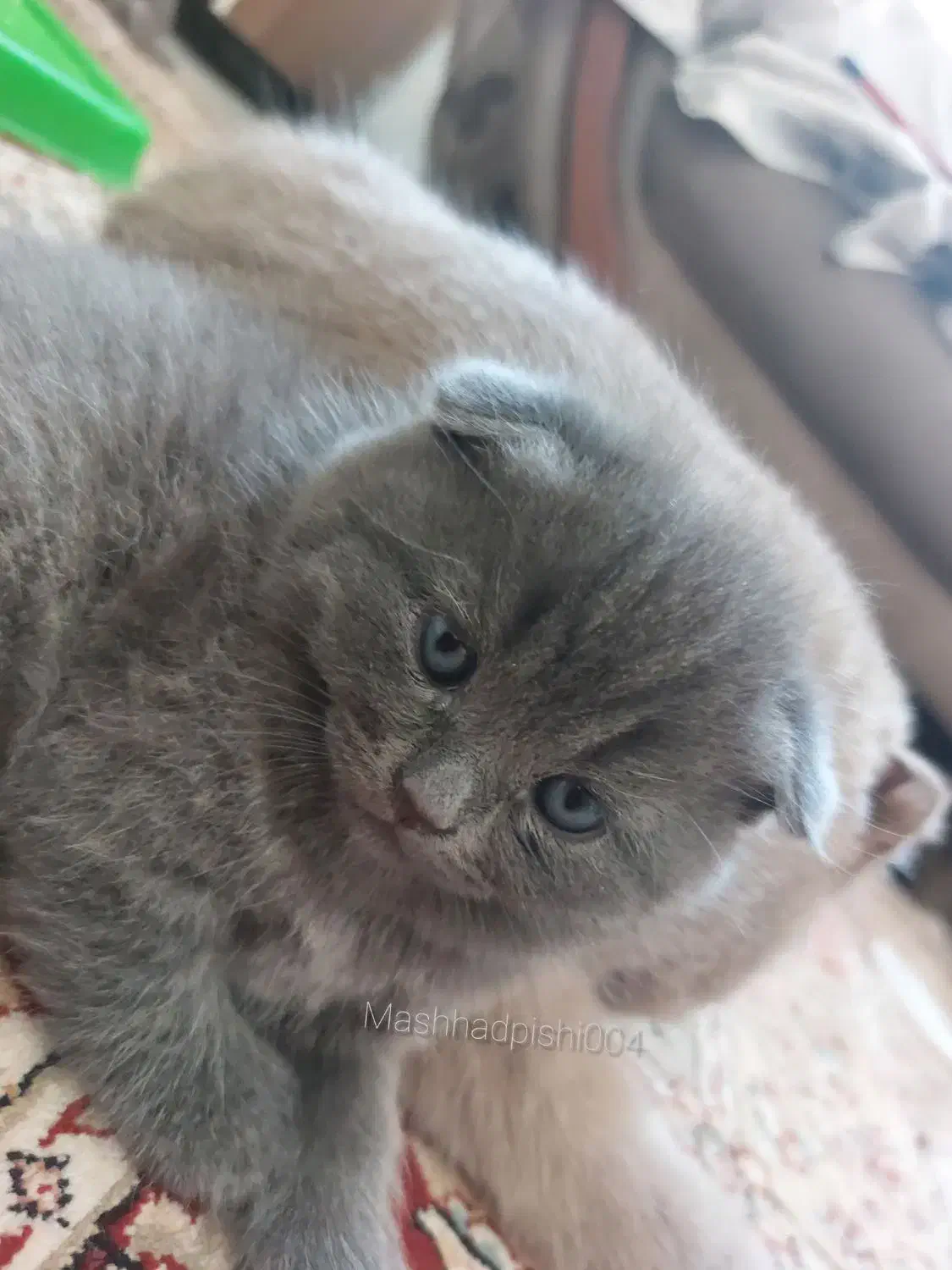 گربه های جذاب|گربه|تهران, مولوی|دیوار