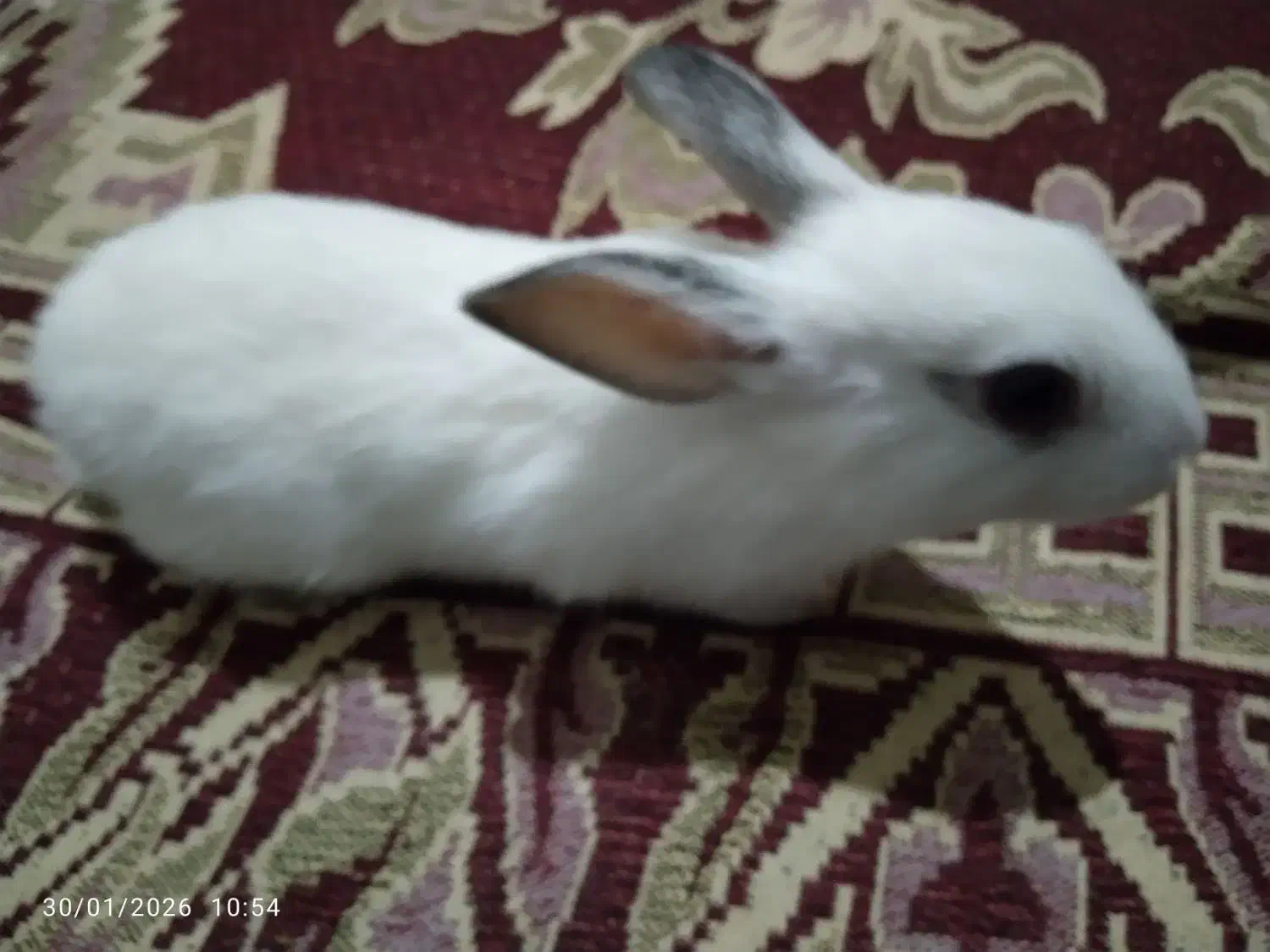 خرگوش|موش و خرگوش|آزادشهر, |دیوار