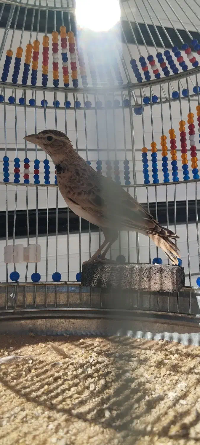 سهره خاکی|پرنده|کبودرآهنگ, |دیوار