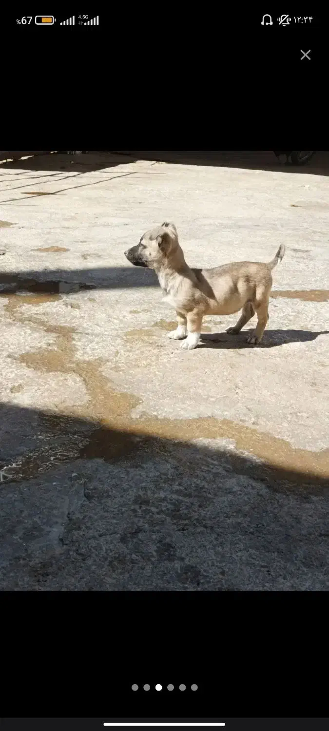 توله های پاکوتاه|سگ|کرمانشاه, |دیوار