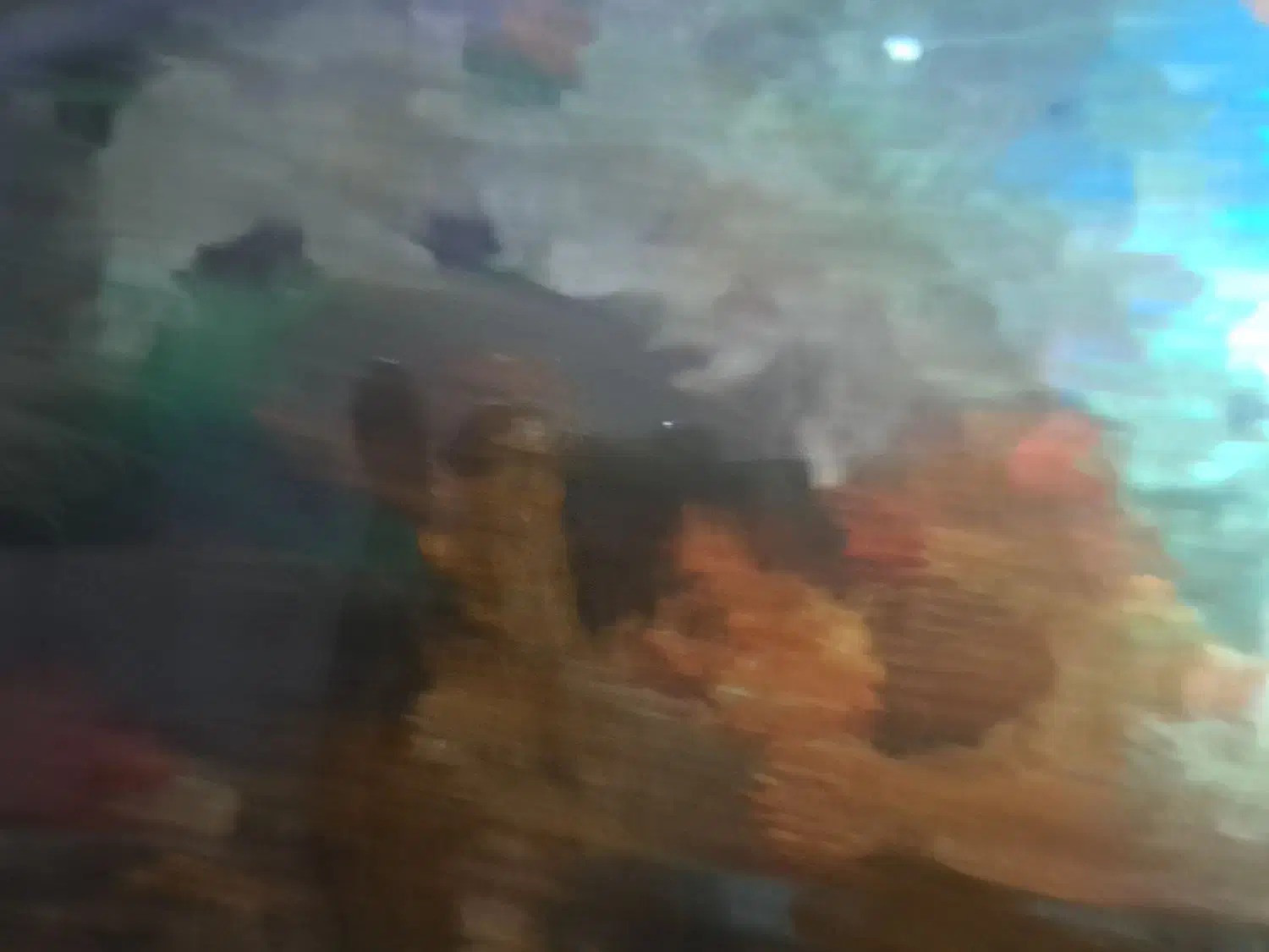 پیرانا رد بلی و الماسی|ماهی|مهاجران, |دیوار