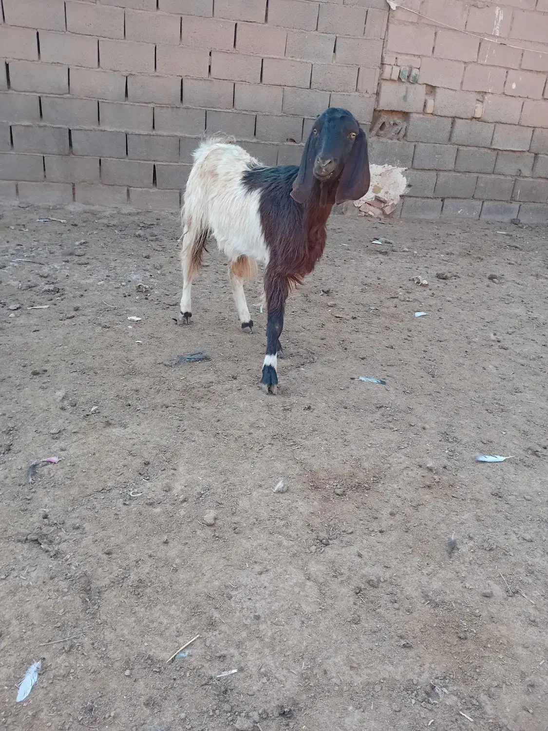 یکساله جنس دار فروشی|حیوانات مزرعه|تربت جام, معدآباد|دیوار