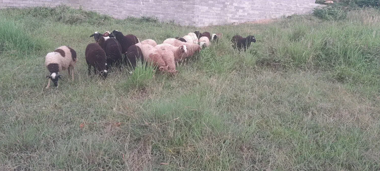 بره نر سالم|حیوانات مزرعه|نوشهر, |دیوار