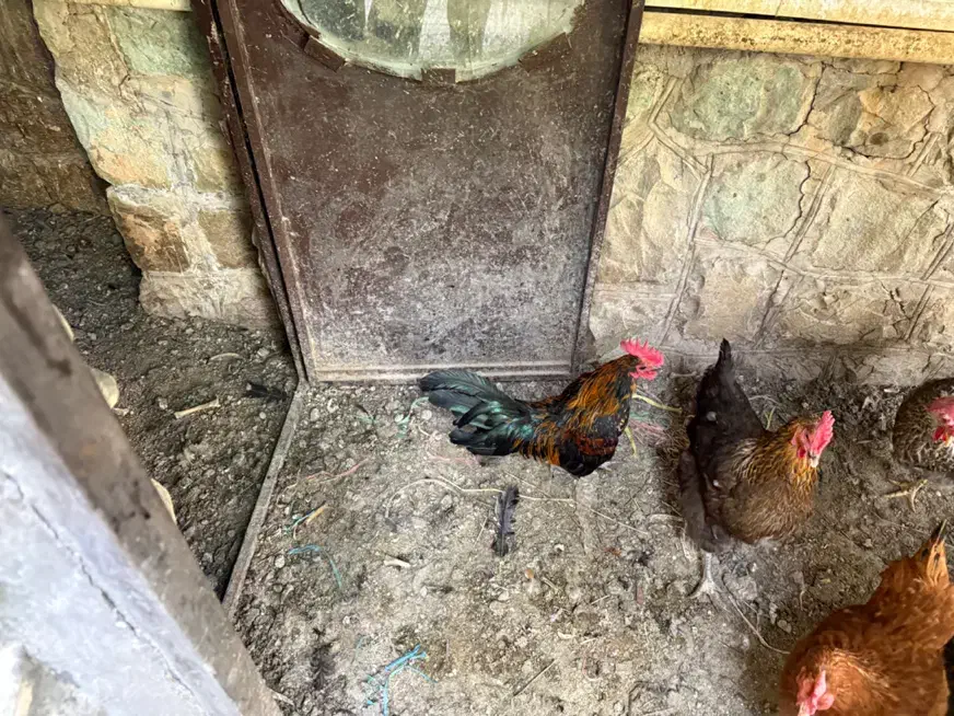 مرغ خروس|حیوانات مزرعه|فشم, |دیوار