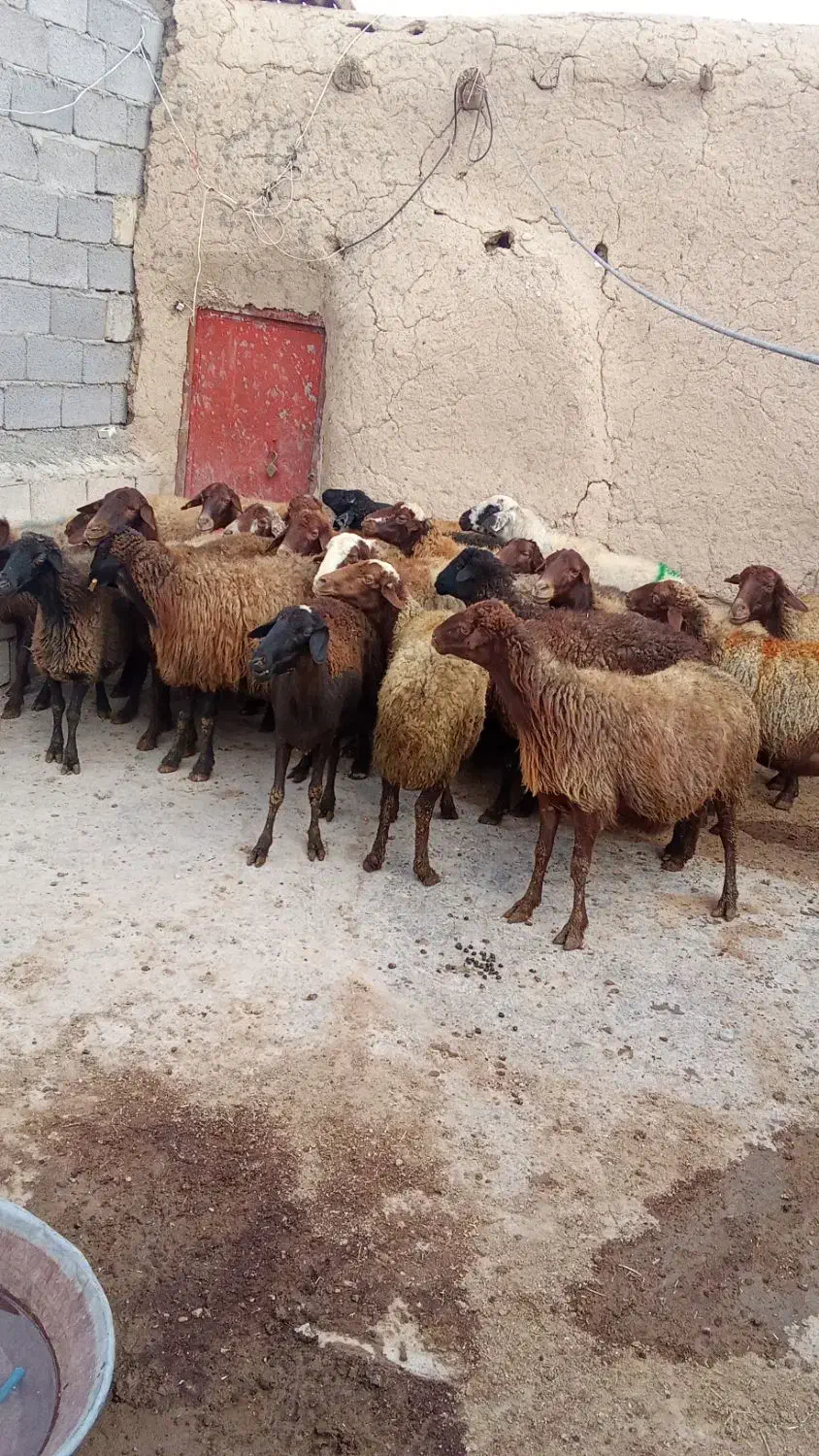 گوسفند|حیوانات مزرعه|چنگ الماسی, |دیوار