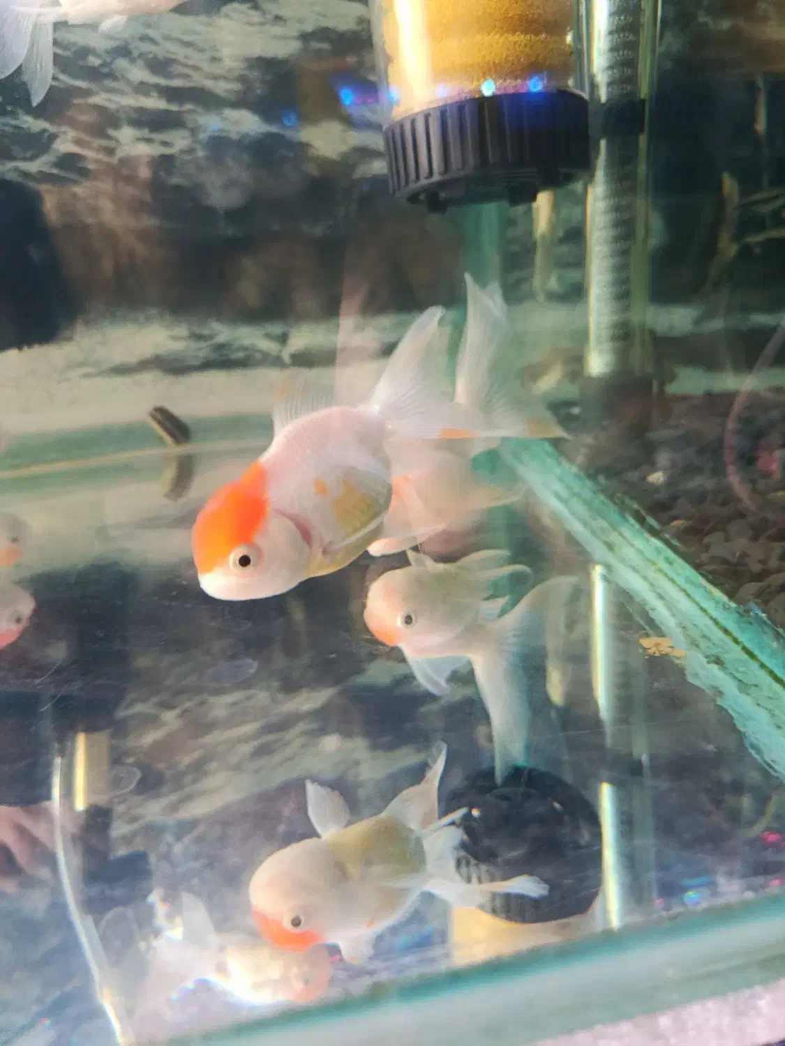 ماهی گلدفیش هد دار|ماهی|رشت, شهرک صبا|دیوار