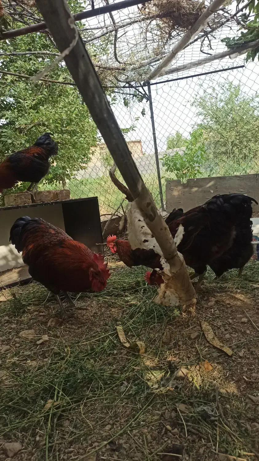 مرغ و خروس محلی چاق و سرحال|حیوانات مزرعه|قره چای, |دیوار