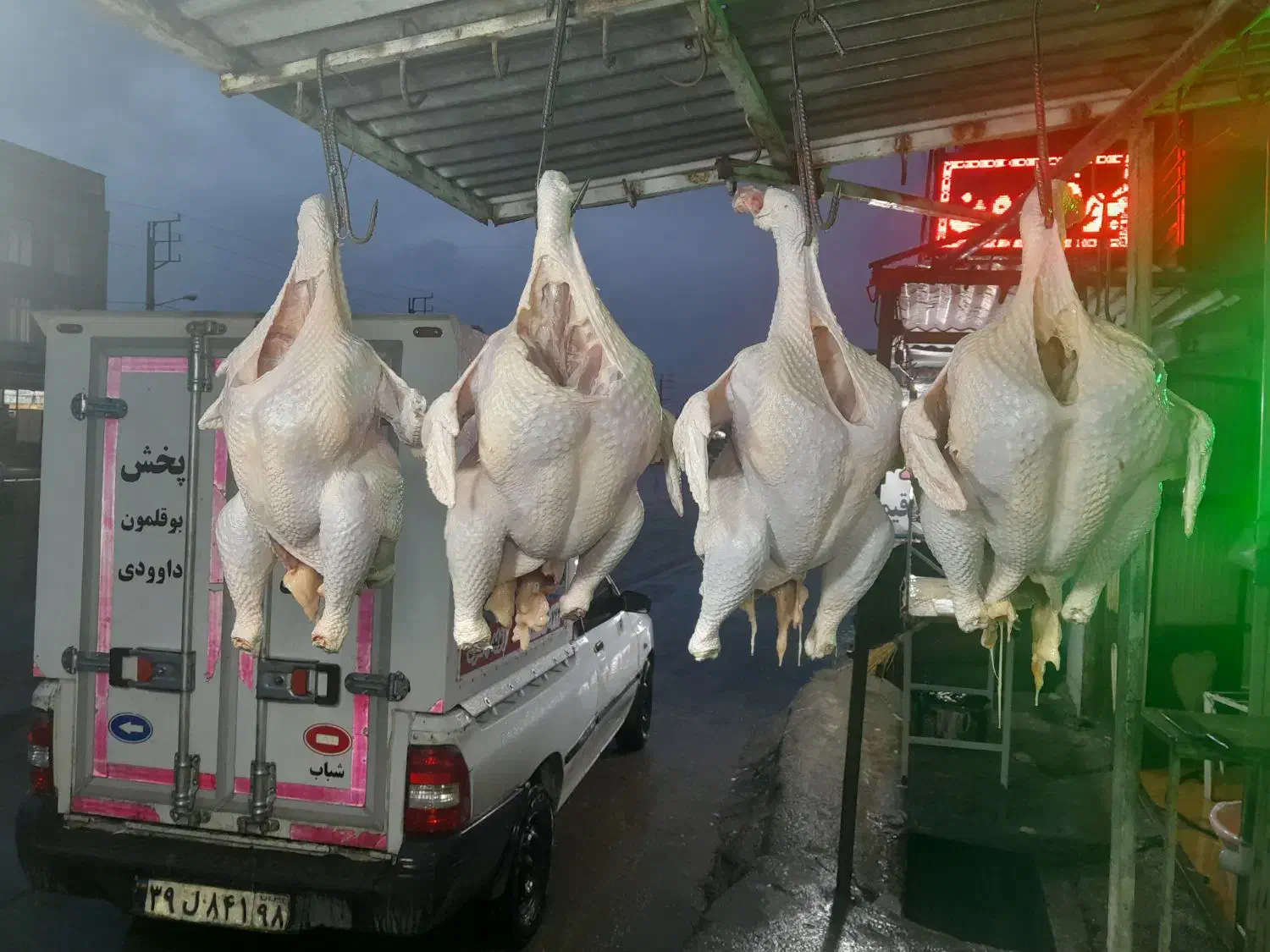 بوقلمون زنده وگوشت بوقلمون|حیوانات مزرعه|شباب, |دیوار