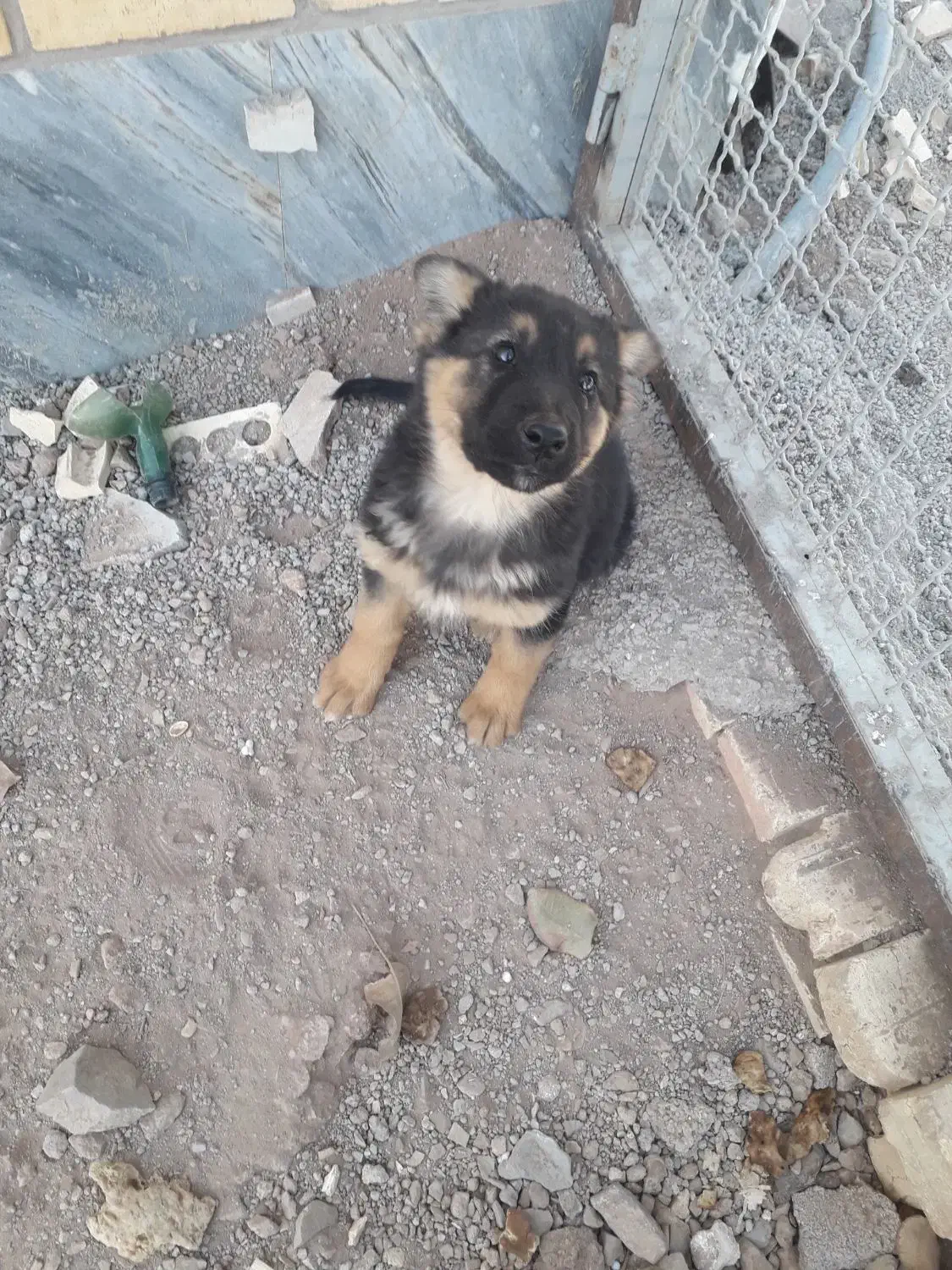 سگ نگهبان واگذاری|سگ|زرندیه, |دیوار