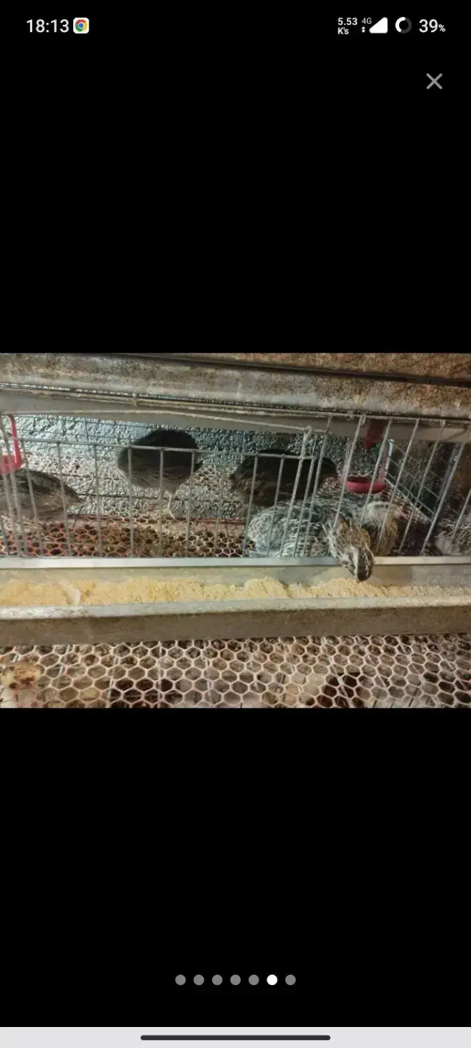 بلدرچین هر قیمتی موجود است از یک روز تا ۹۰ روزه|حیوانات مزرعه|اسالم, |دیوار