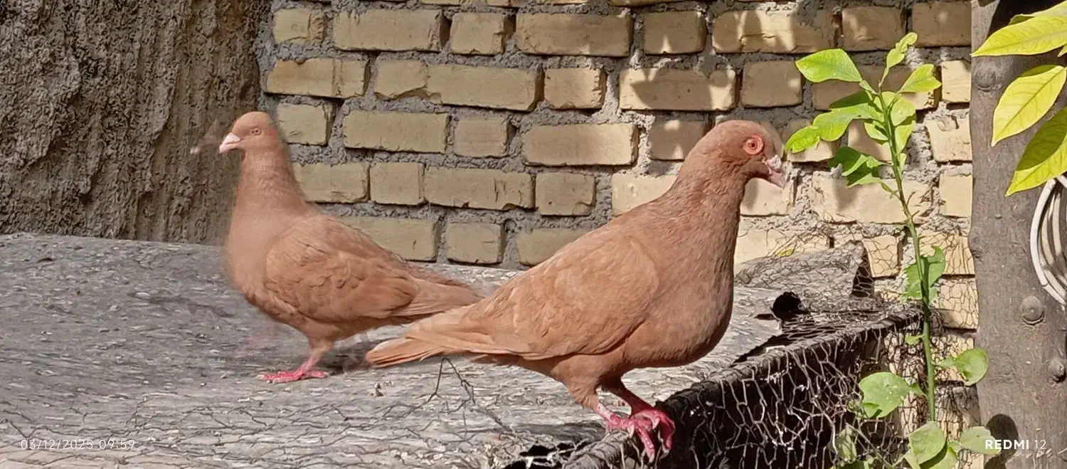 کبوتر زرد|پرنده|کازرون, |دیوار