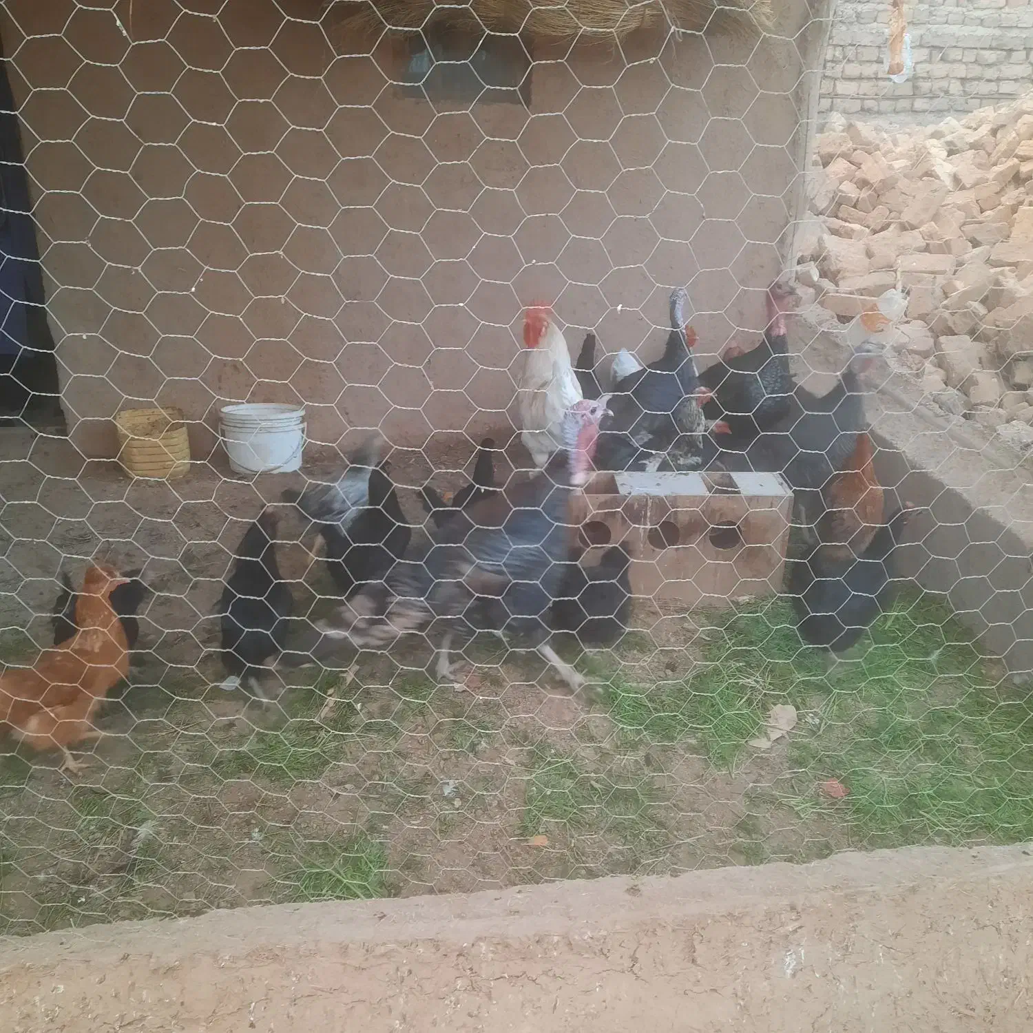 مرغ وخروس ،بوقلمون، بلدرچین|حیوانات مزرعه|بشاریات, |دیوار