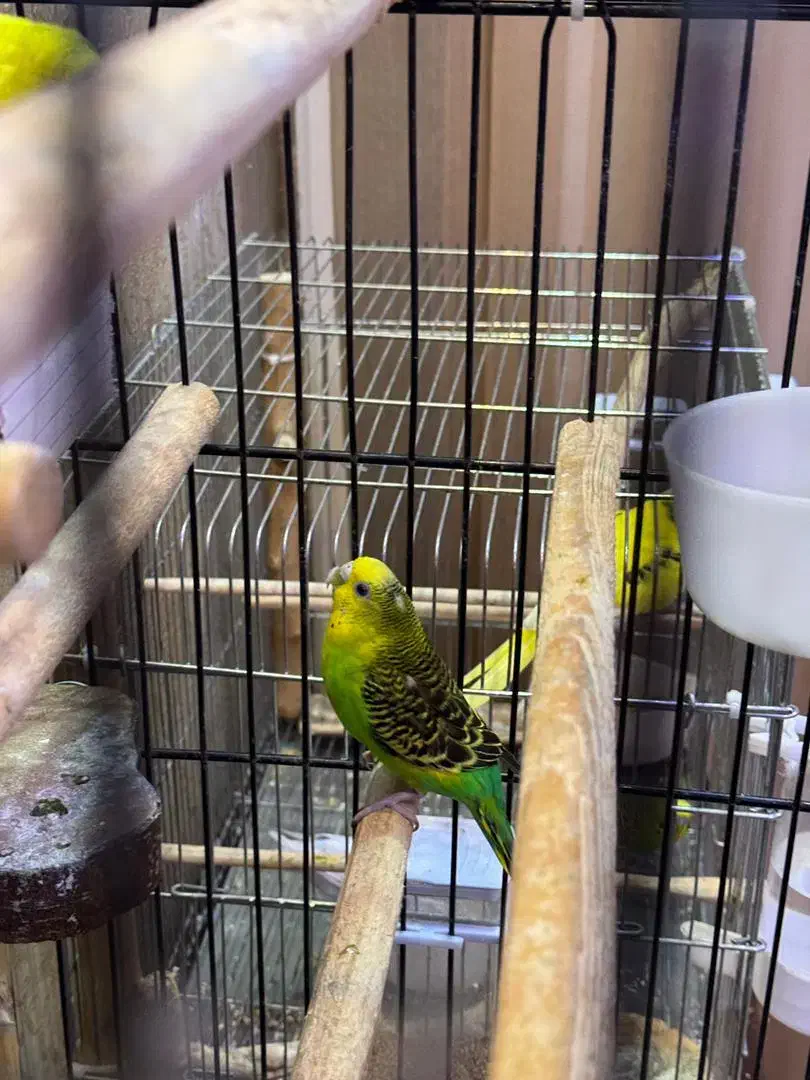 مرغ عشق مولد با جوجه|پرنده|رشت, شالکو|دیوار