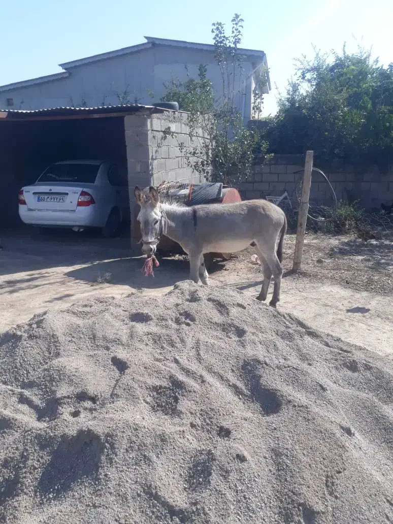 برای فروش نر|حیوانات مزرعه|آق قلا, |دیوار