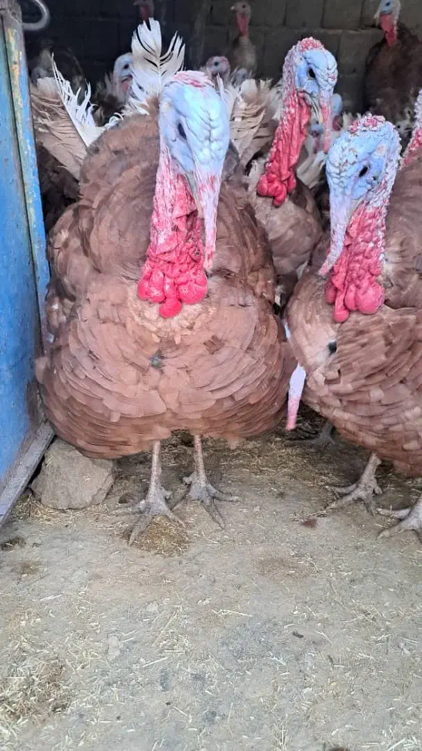 بوقلمون بوربون (قه لی سور)|حیوانات مزرعه|مریوان, |دیوار