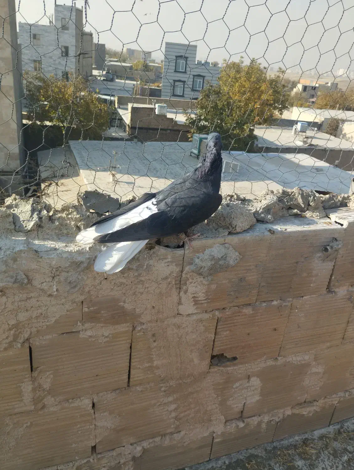 دم سفید|پرنده|محمدیه-قزوین, |دیوار