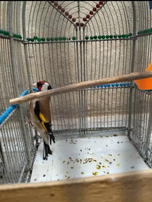 سیره|پرنده|جوادآباد, |دیوار