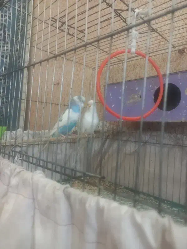 جفت مرغ عشق مولد کار داده با لوازم و قفس|پرنده|فردیس, سرحدی|دیوار