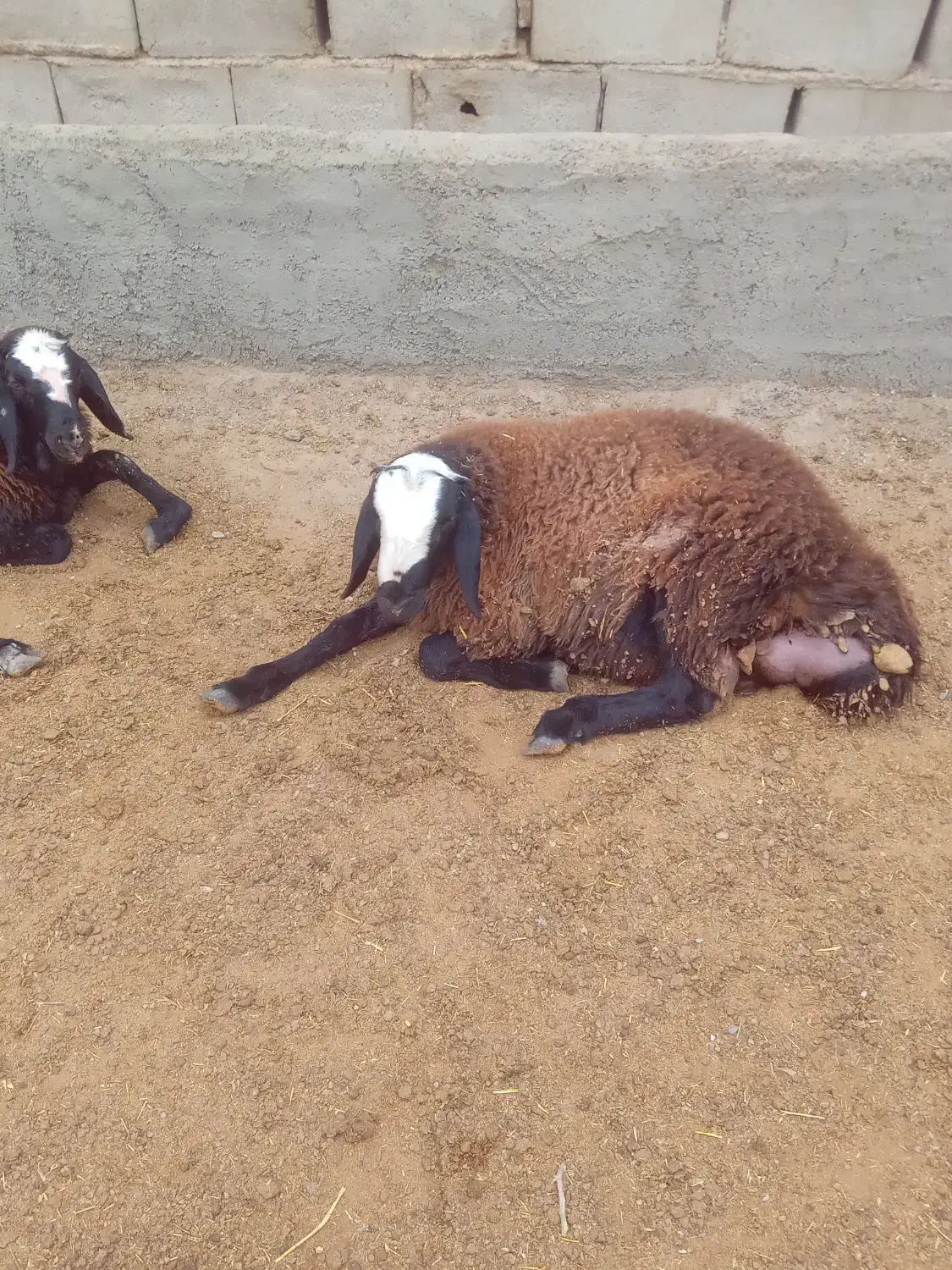 بره نر شال|حیوانات مزرعه|اسفرورین, |دیوار