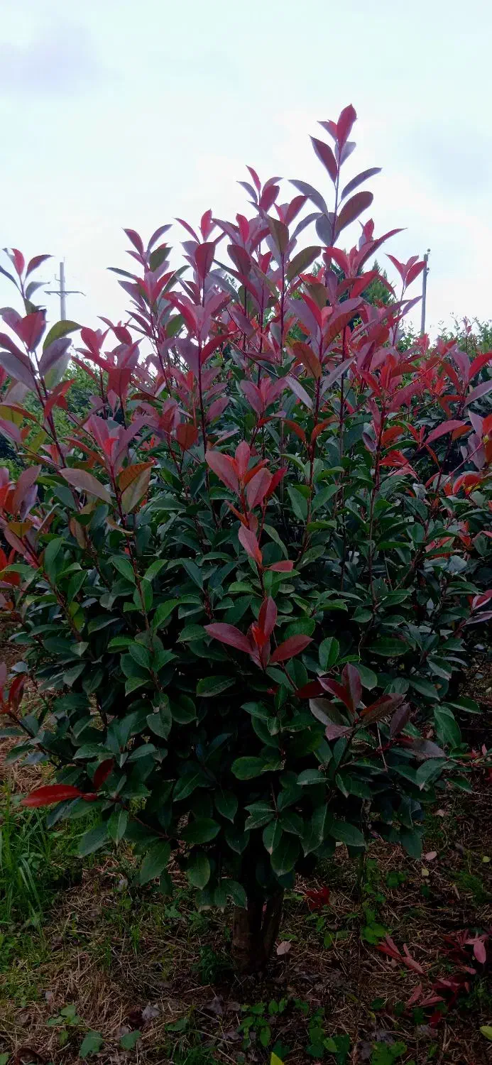 یاس هلندی لوکس و فتونیا تنه قوی|گل و گیاه طبیعی|رودسر, |دیوار