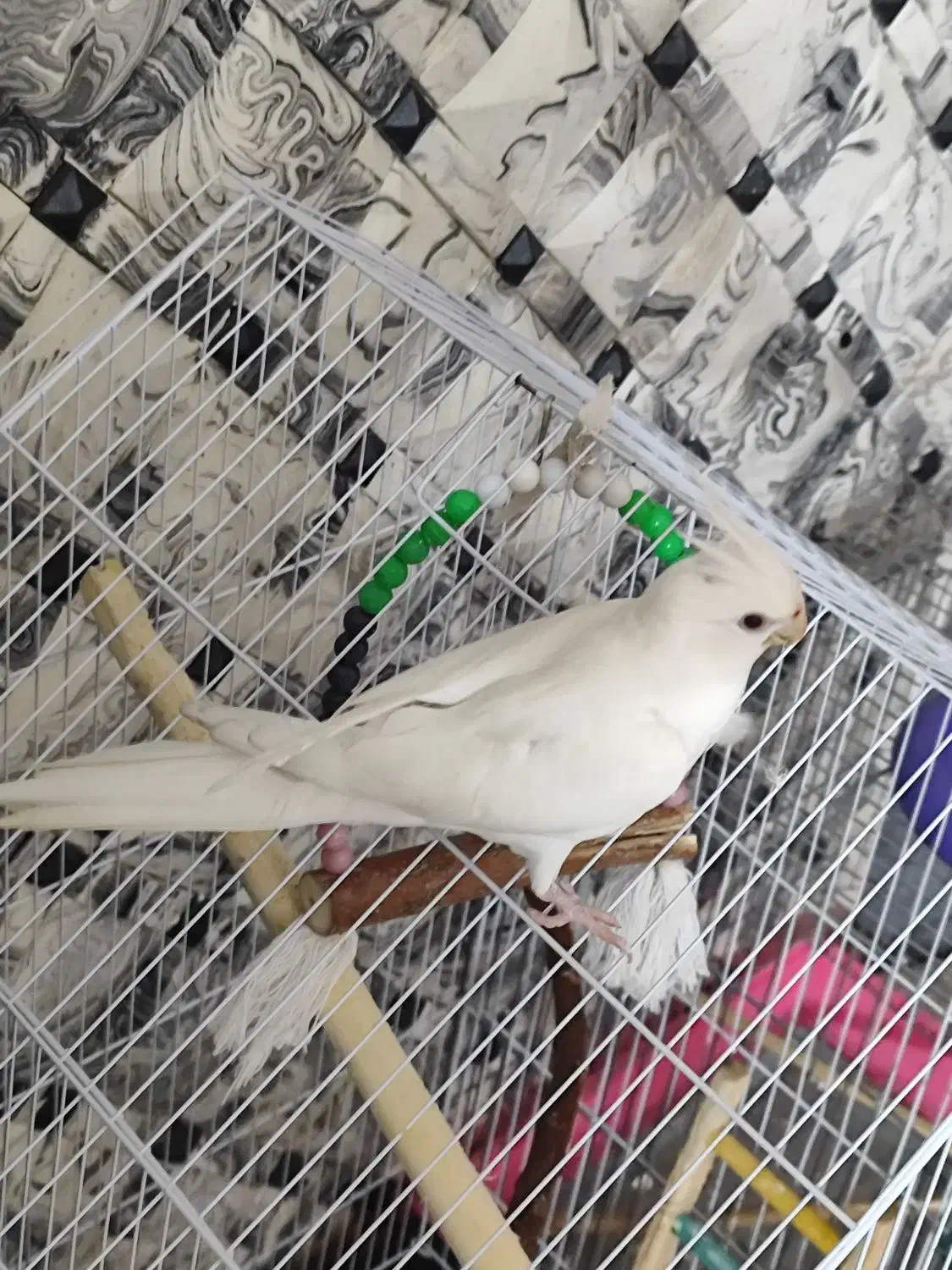 یک عدد عروس هلندی آلبینو ماده مست|پرنده|دماوند, گیلاوند|دیوار