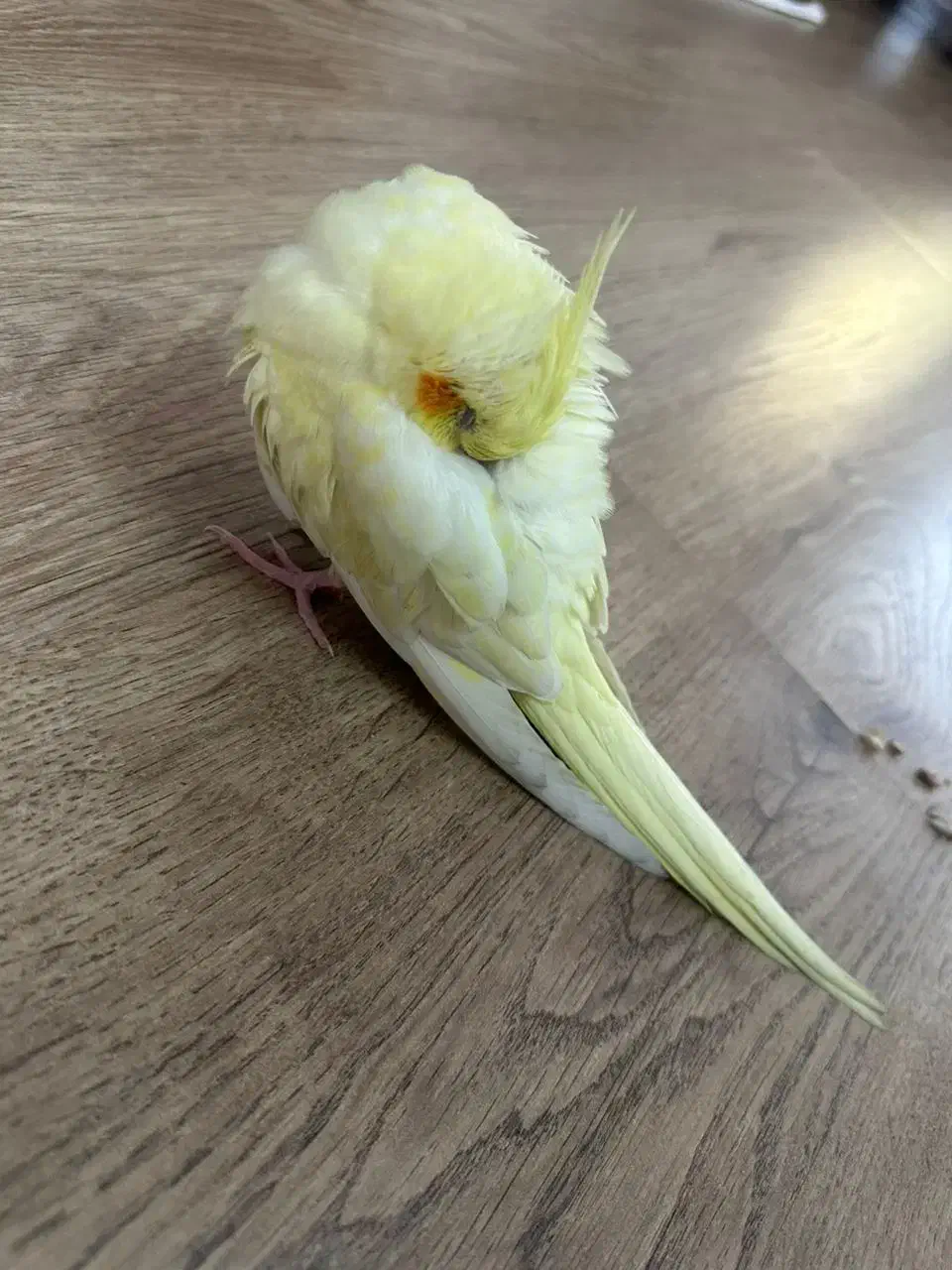 عروس هلندی گم شده|حیوانات|ارومیه, |دیوار