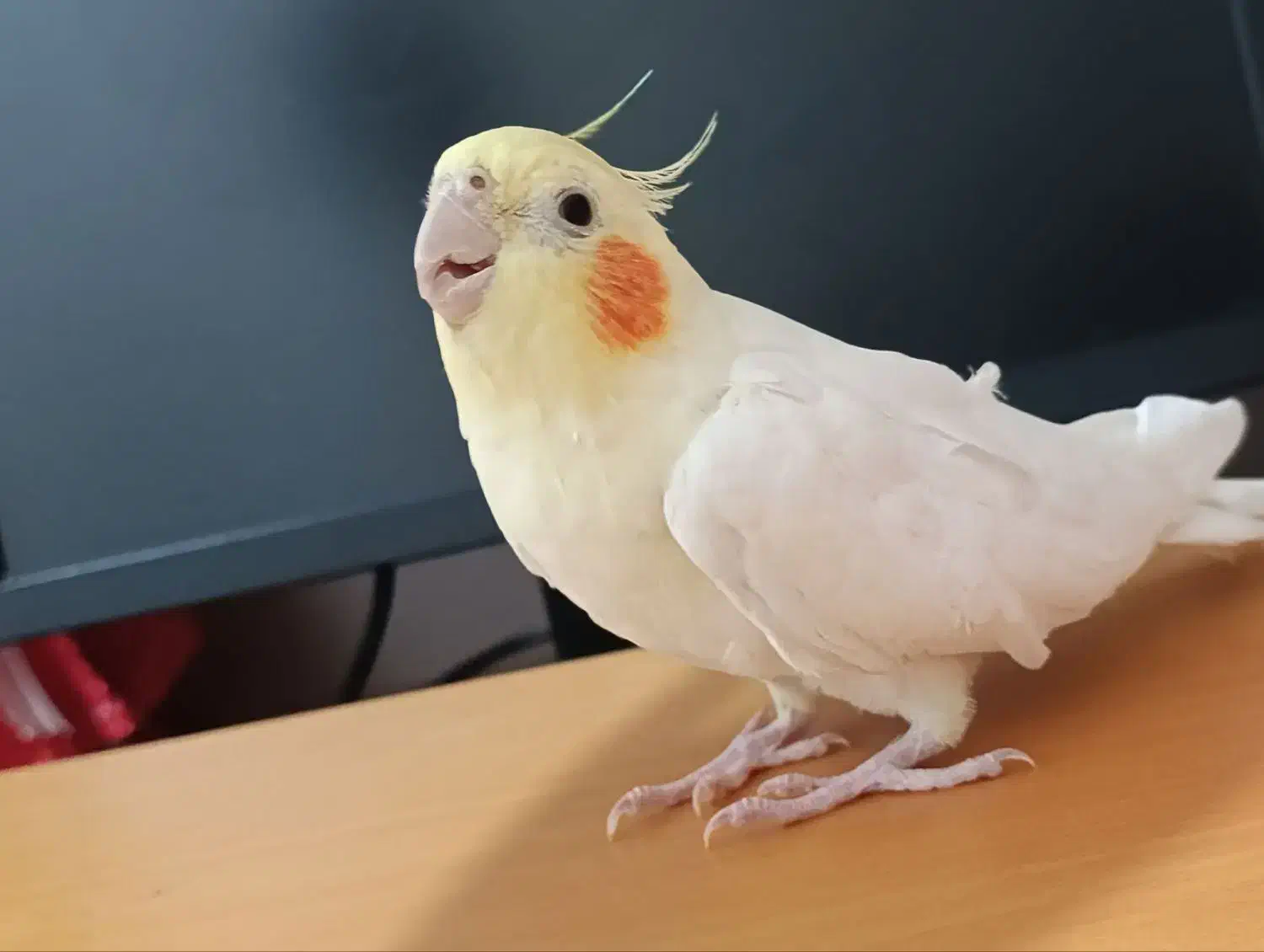 فروش فوری عروس هلندی ماده|پرنده|فاضل آباد, |دیوار