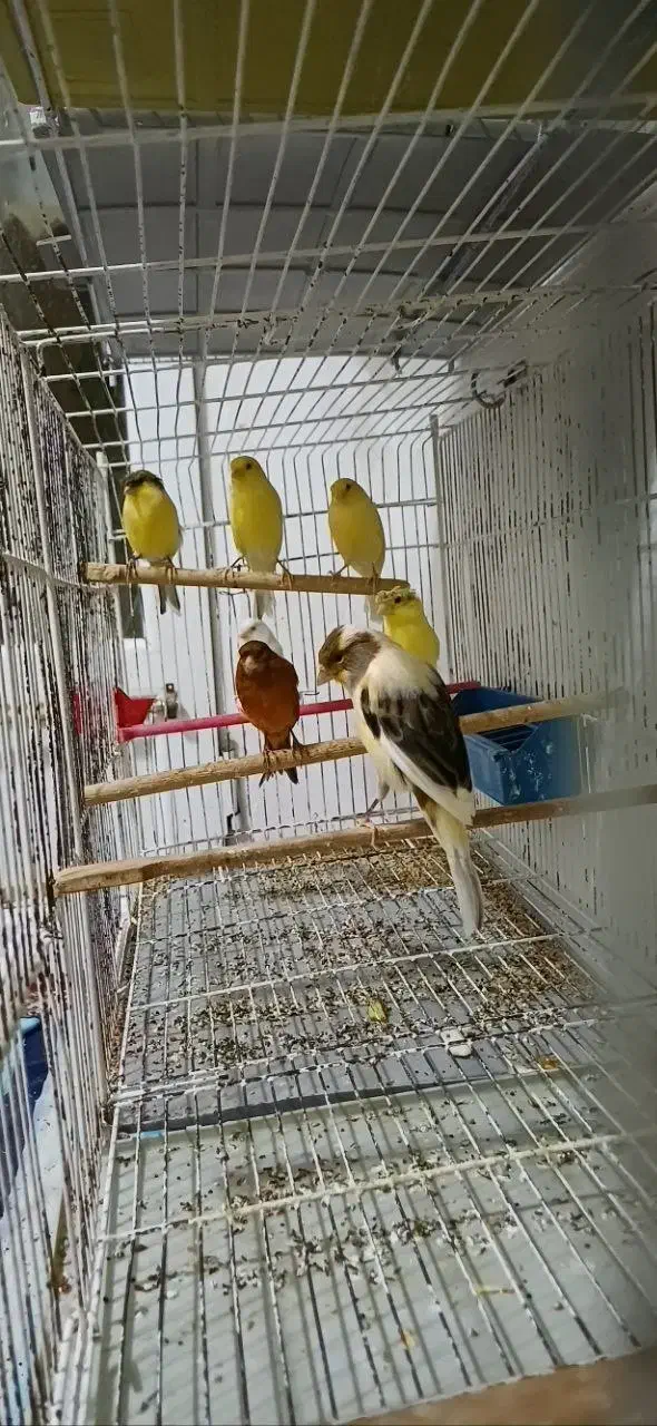 قناری ماده|پرنده|رشت, کوی مهر|دیوار